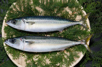 Ini 4 Makanan Sumber Omega-3
